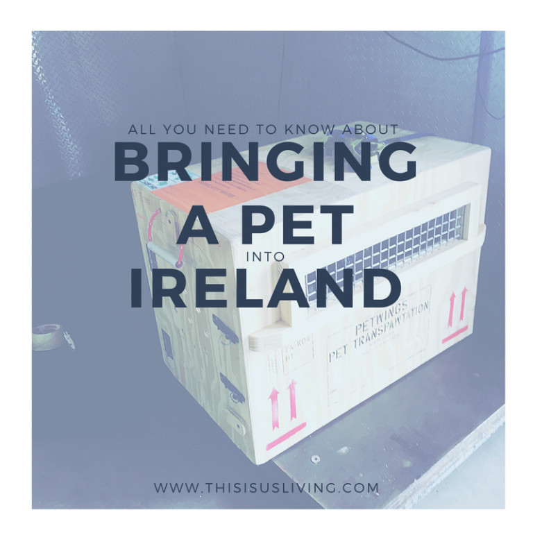 All you need to know about bringing a pet into Ireland